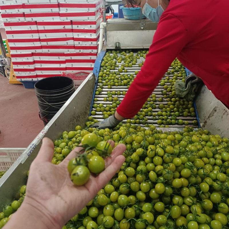 青甜小番茄青口蜜圣女果种植产地量大口感好诚信代收
