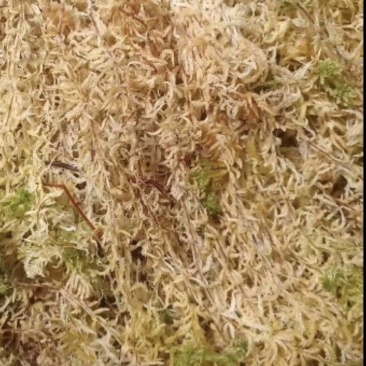 长白山水苔水苔藓