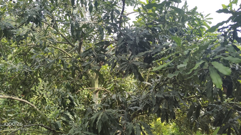 夏威夷坚果