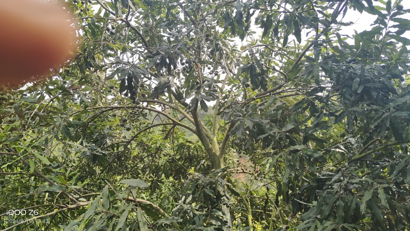 夏威夷坚果