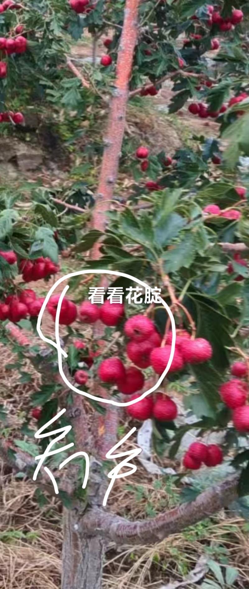 甜红子