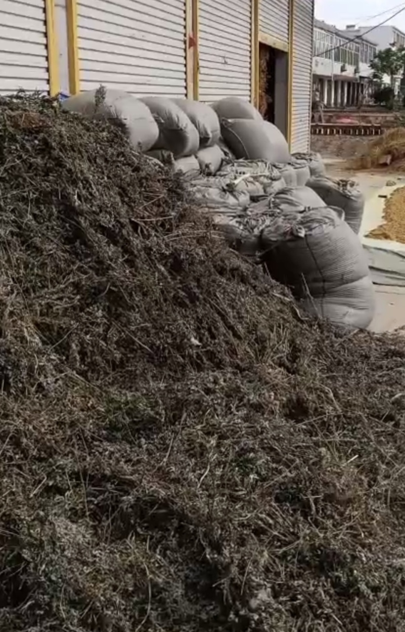 推荐野生艾叶小艾叶全棵打碎自然晾晒药味浓郁价格优