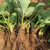 山东红颜草莓苗新鲜上市成活率高价格美丽质量好走货快热卖中