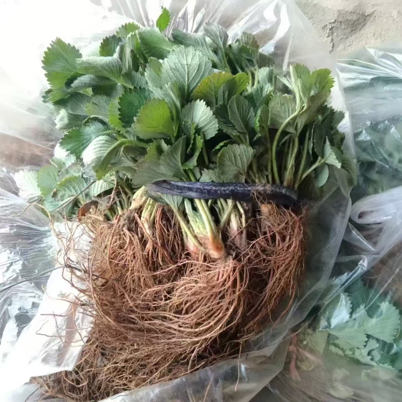 山东红颜草莓苗新鲜上市成活率高价格美丽质量好走货快热卖中