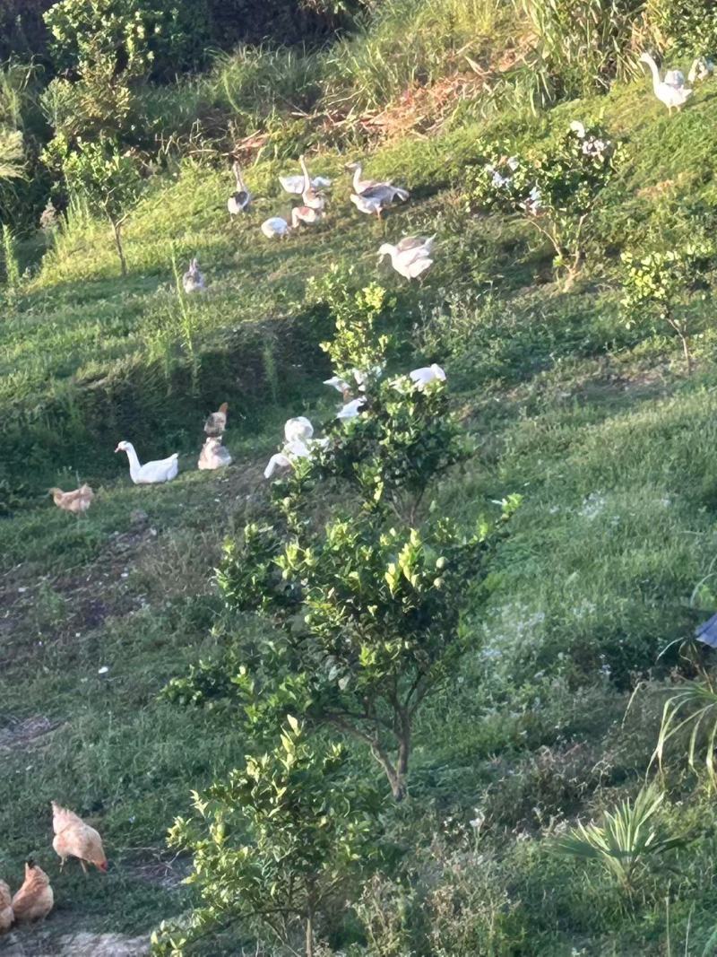 山庄果园寻找合作商，190亩，适合种养殖，水电设备齐全