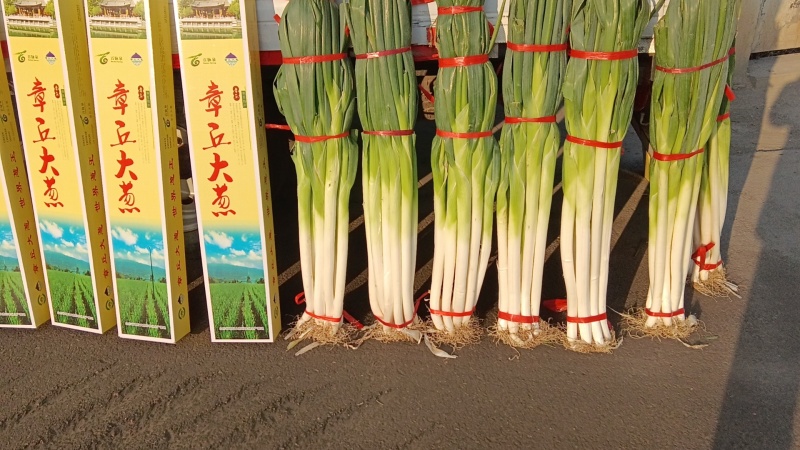 精品团购小捆大葱批发