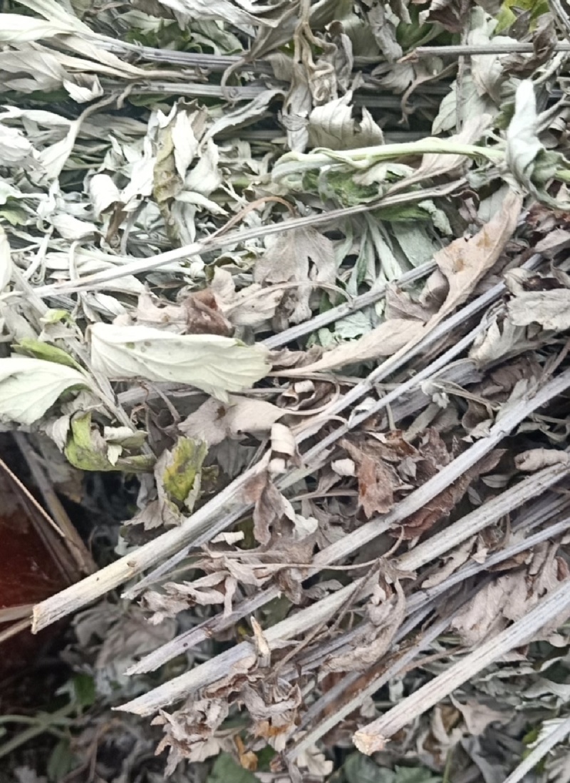 热卖中艾草小艾整棵艾草晾晒打碎药味浓郁量大从优联系