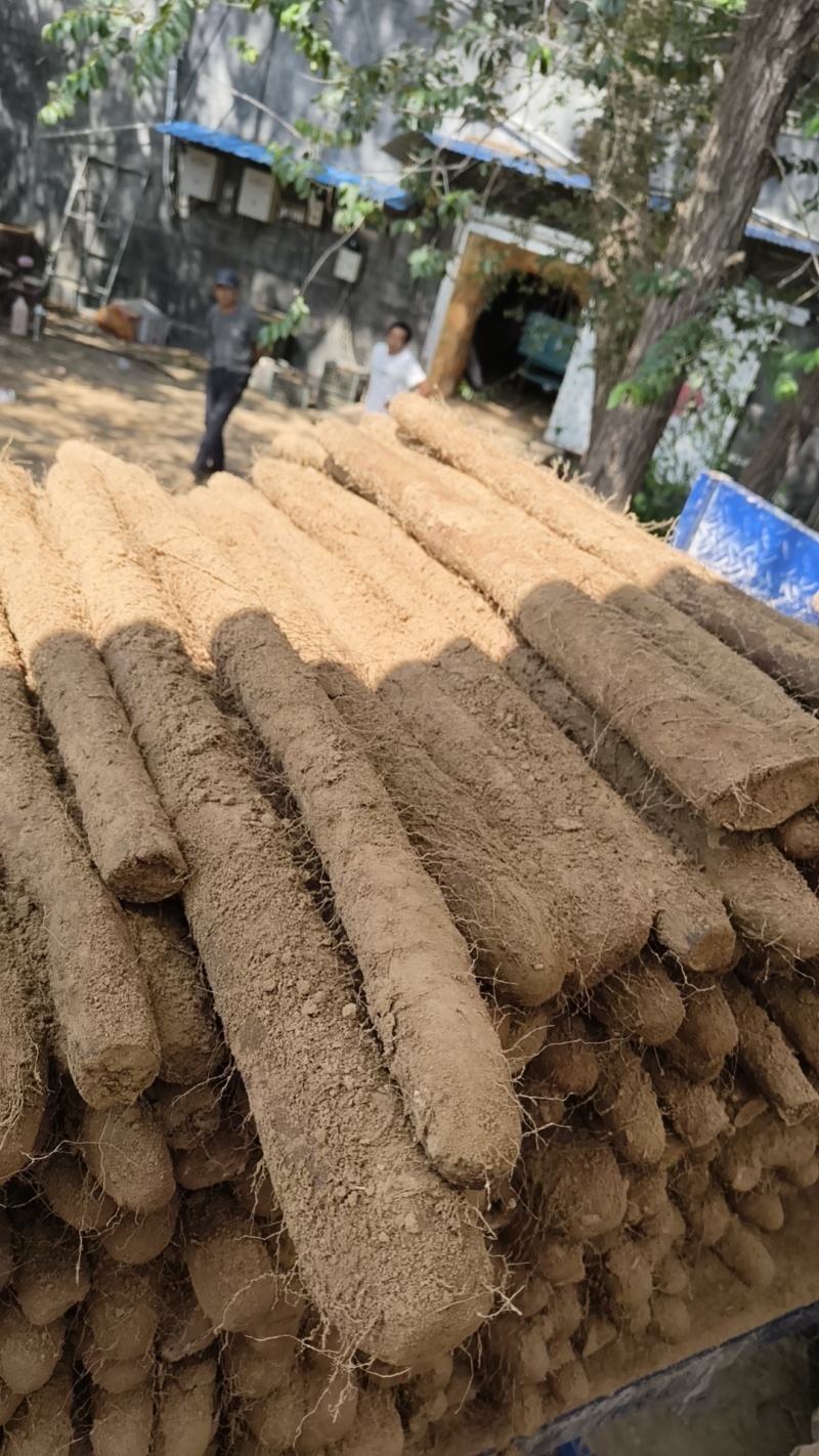 优质白玉大量出库，品优价廉，都是经过层层筛选的优质大通货