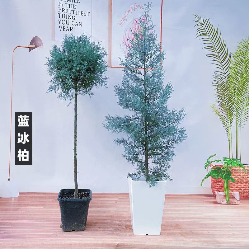塔柏苗蜀桧苗桧柏苗龙柏苗2025嫁接新苗，蜀桧小苗