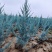 塔柏苗蜀桧苗桧柏苗龙柏苗2025嫁接新苗，蜀桧小苗