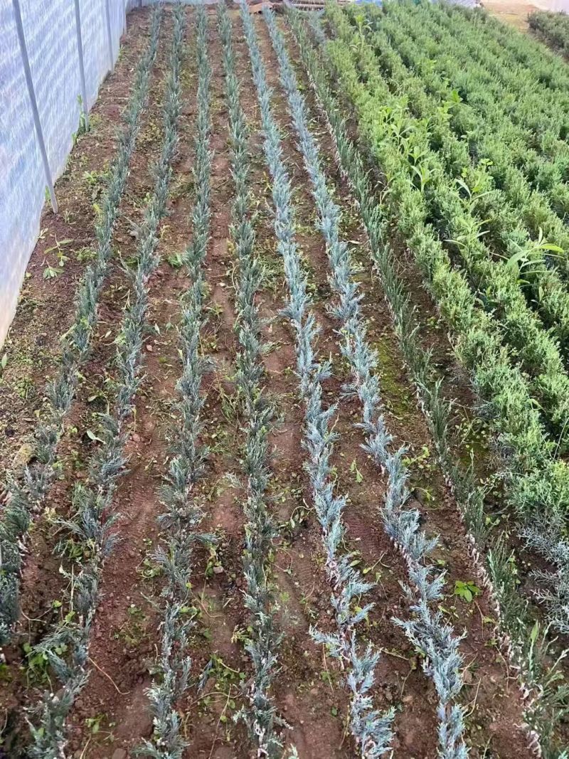 塔柏苗蜀桧苗桧柏苗龙柏苗2025嫁接新苗，蜀桧小苗
