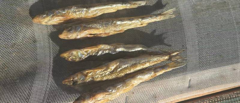 火培鱼干，棍子鱼鱼干\大量供应\对接全国各大商超市场