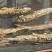 火培鱼干，棍子鱼鱼干\大量供应\对接全国各大商超市场