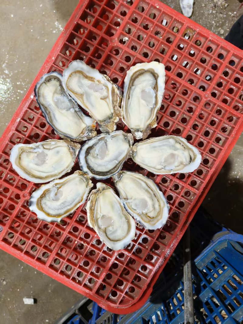 精品生蚝