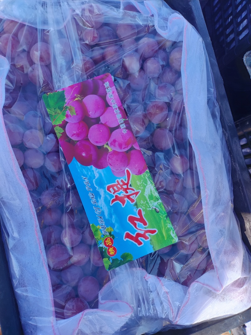 红提葡萄，陕西蒲城红提，颗粒大红度好，糖度高，超市，批发