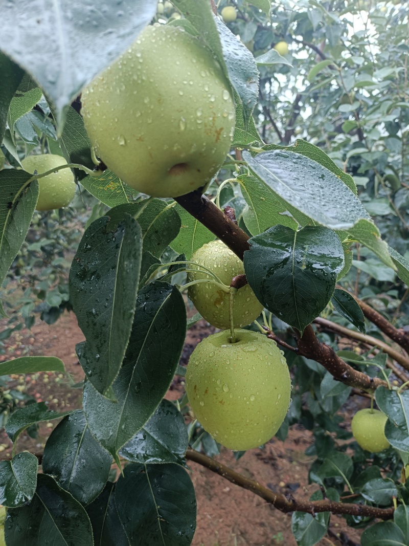 特甜黄冠梨