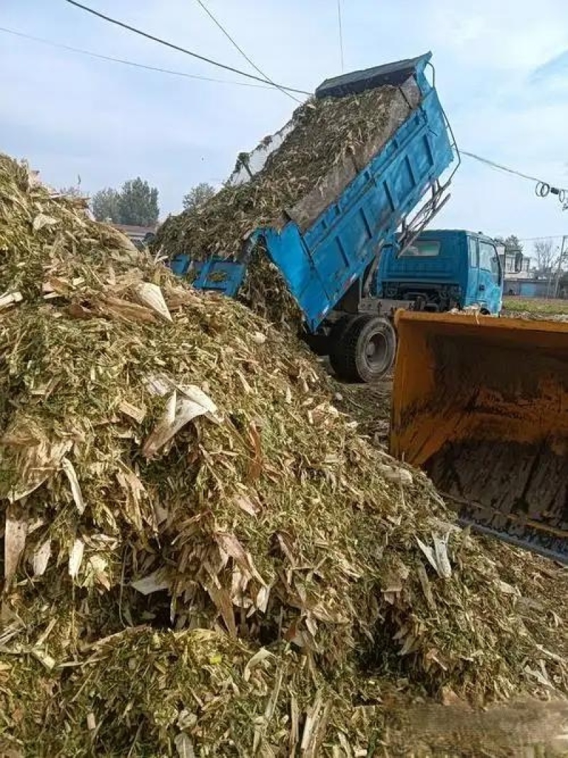 黄储草牛羊都都爱吃一手货源