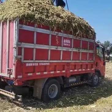 黄储草牛羊都都爱吃一手货源