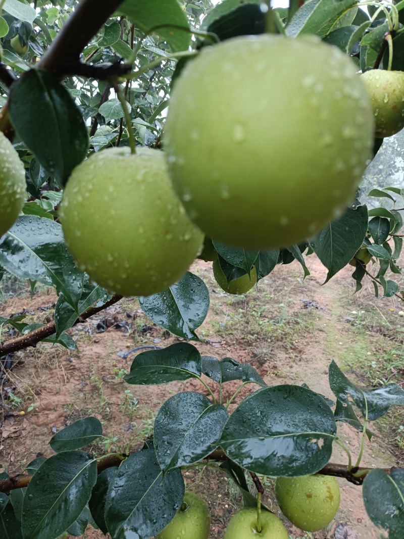 特甜黄冠梨