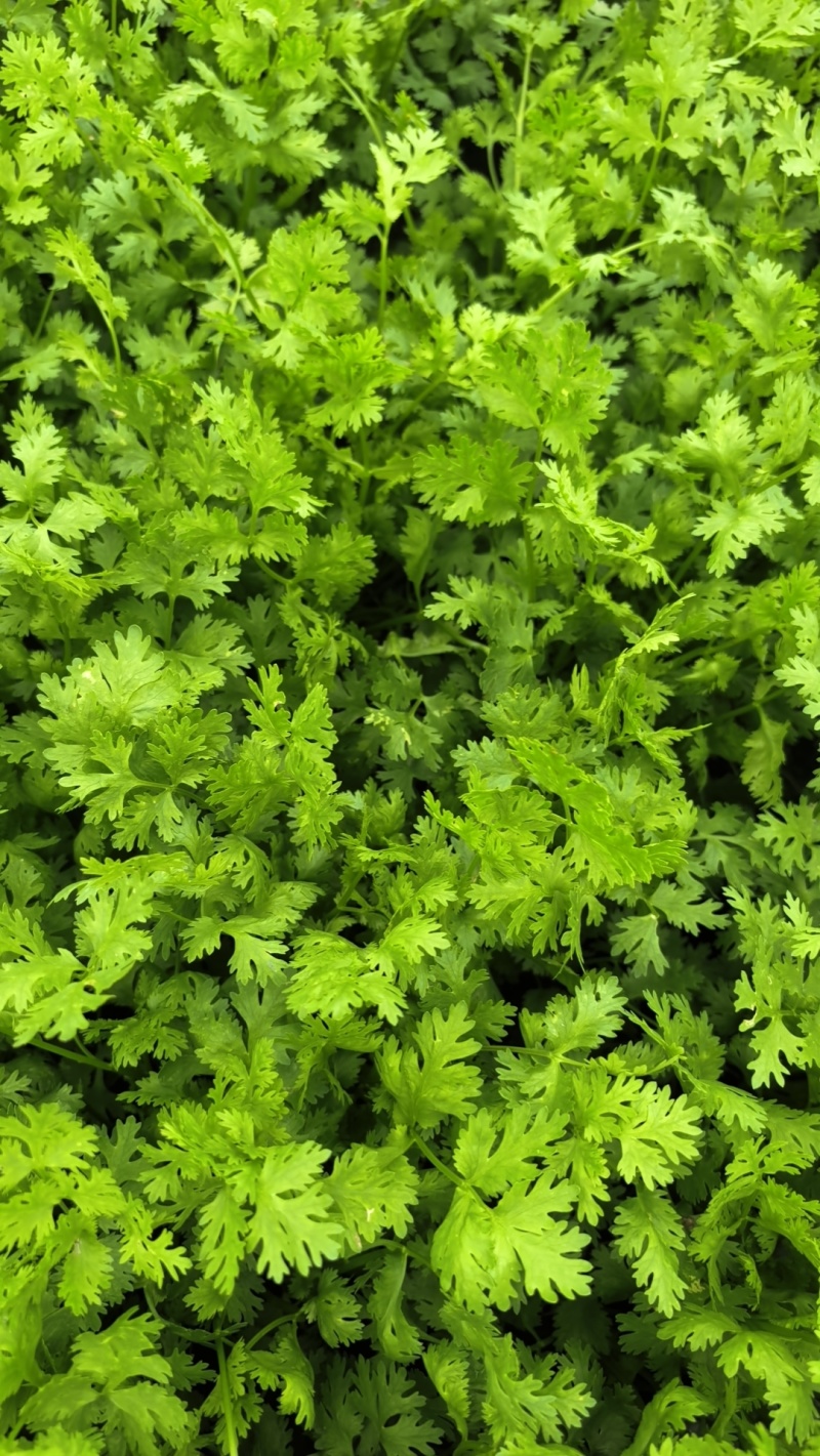 河北唐山二茬香菜产地直供/对接批发市场超市档口/全国发货