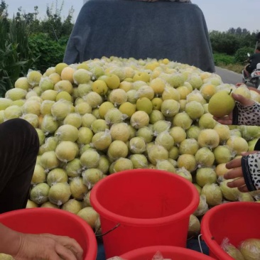 皇冠梨七号梨
