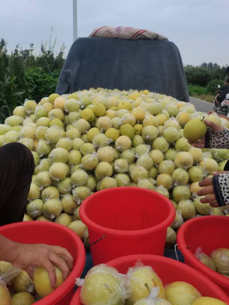 皇冠梨七号梨