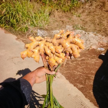生姜量大
