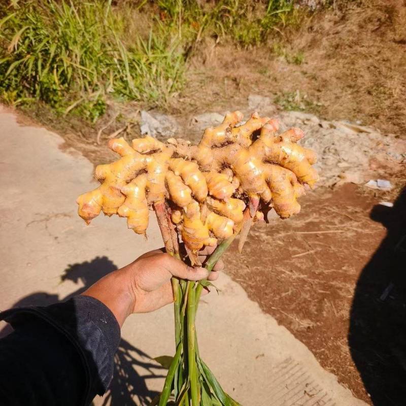 生姜量大