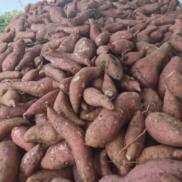 南阳西瓜红红薯大量上市，保质保量无虫眼无断头
