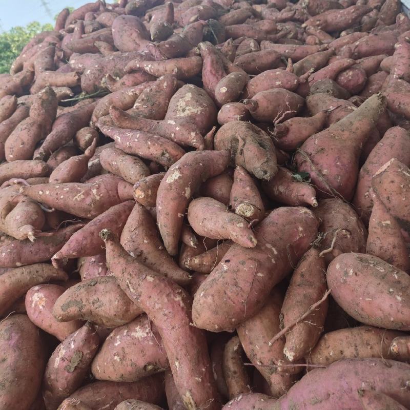 南阳西瓜红红薯大量上市，保质保量无虫眼无断头