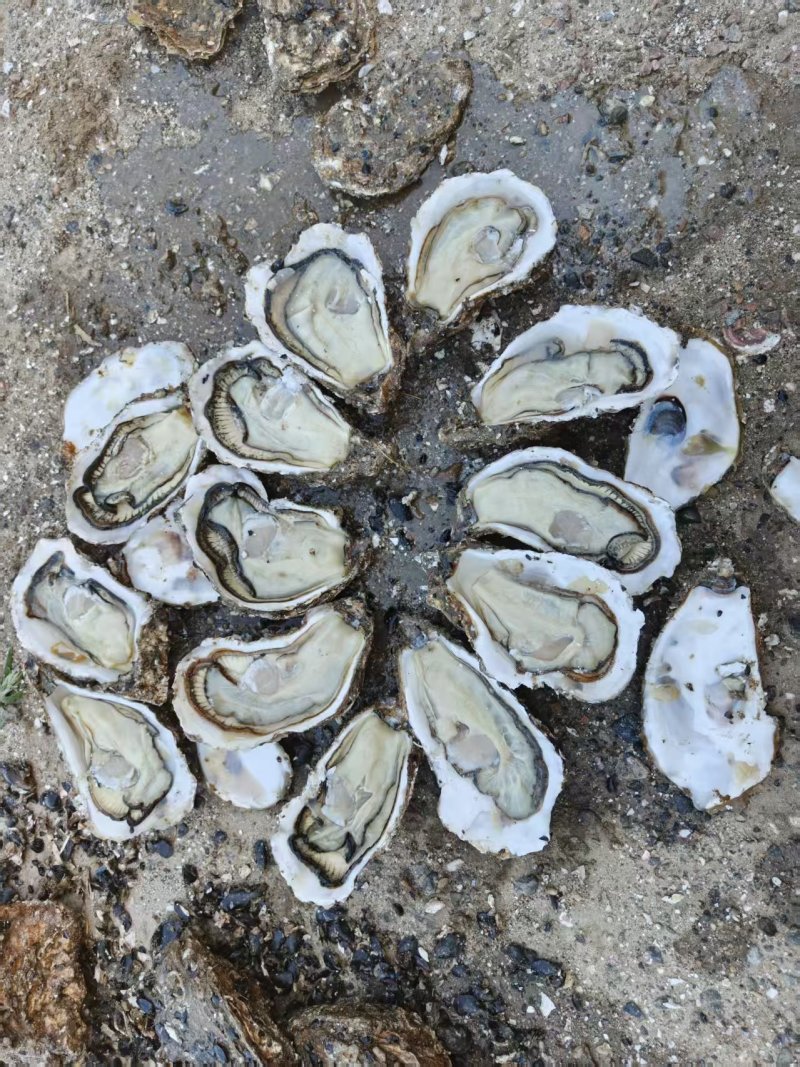 生蚝