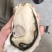 生蚝