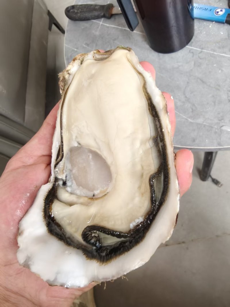生蚝