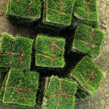 马尼拉草皮
