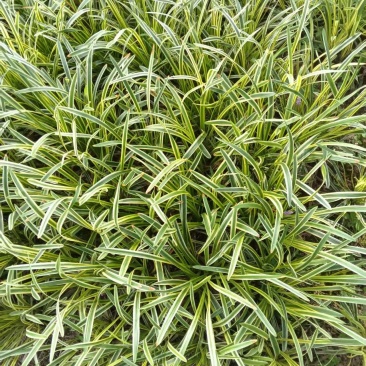 金边麦冬麦冬草金边草
