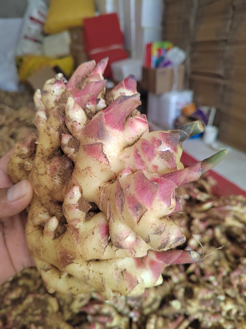 云南小黄姜