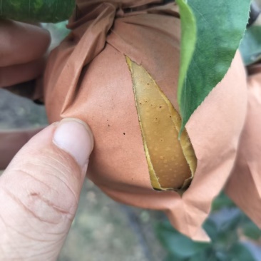 秋月梨产地大量出售价格便宜，量大从优对接各种商超市场