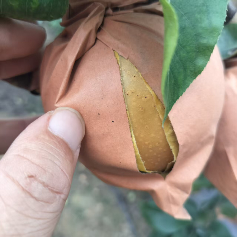 秋月梨产地大量出售价格便宜，量大从优对接各种商超市场