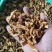 陈皮，无硫橙渣，现货现发，大量供应品质保证