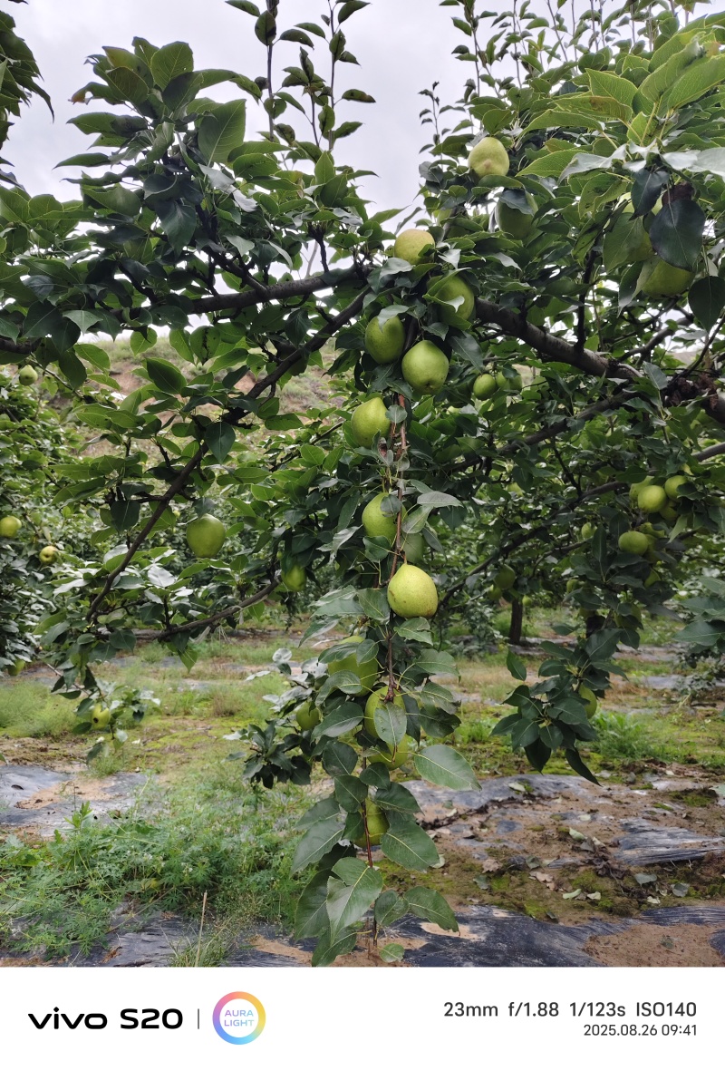 早酥梨