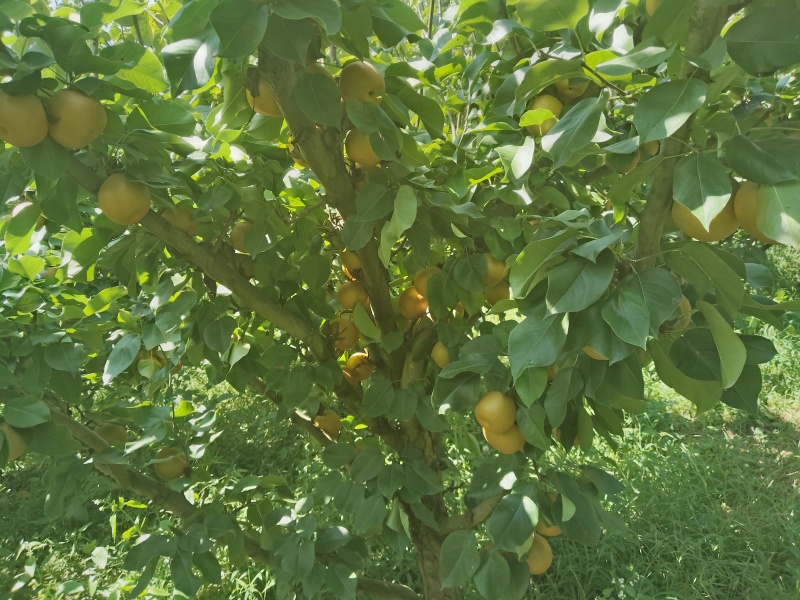 金秋梨