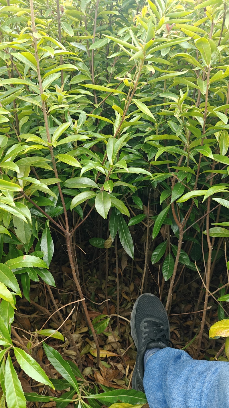 木荷袋苗，根系发达，成活率高