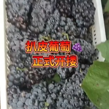 大量扒皮葡萄康贝尔葡萄