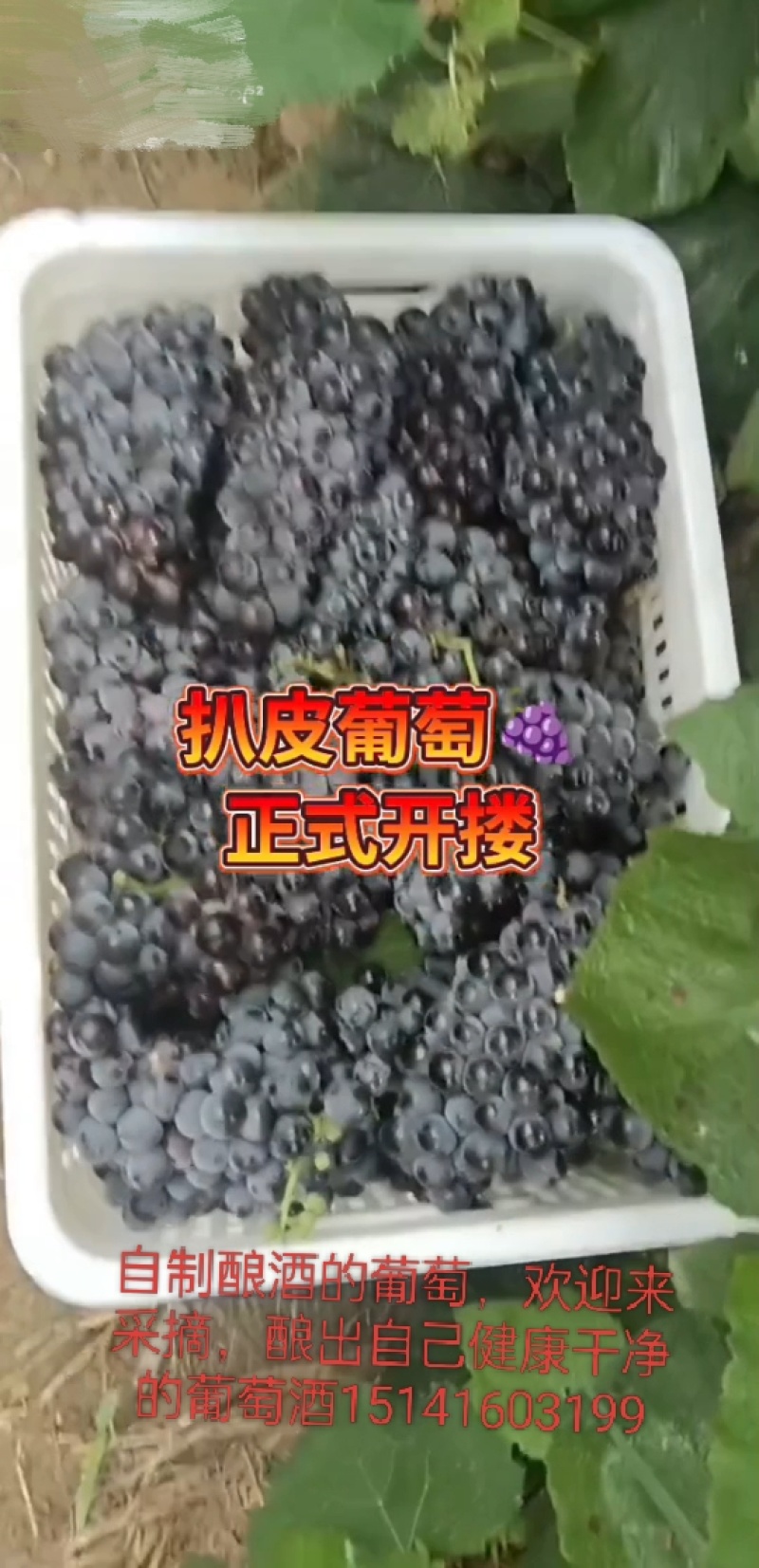 大量扒皮葡萄康贝尔葡萄