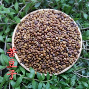 苦豆种子牧草种子耐旱耐寒喜温耐热田园农家多种植可绿化观赏