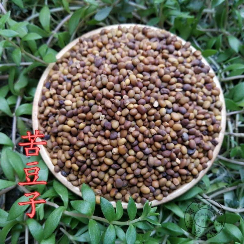 苦豆种子牧草种子耐旱耐寒喜温耐热田园农家多种植可绿化观赏