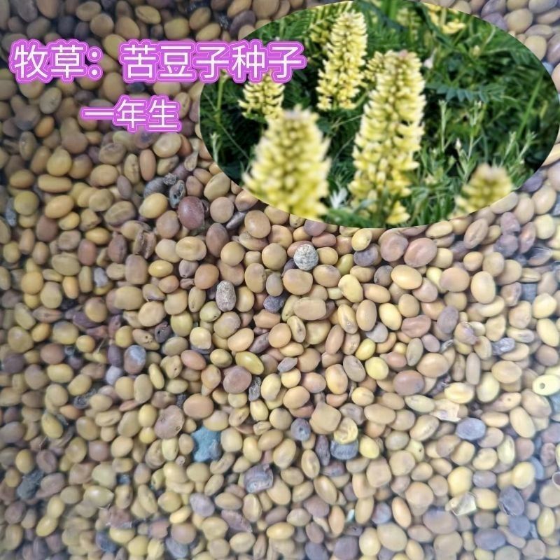苦豆种子牧草种子耐旱耐寒喜温耐热田园农家多种植可绿化观赏