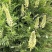 苦豆种子牧草种子耐旱耐寒喜温耐热田园农家多种植可绿化观赏