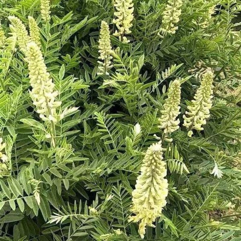 苦豆种子牧草种子耐旱耐寒喜温耐热田园农家多种植可绿化观赏