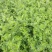 苦豆种子牧草种子耐旱耐寒喜温耐热田园农家多种植可绿化观赏